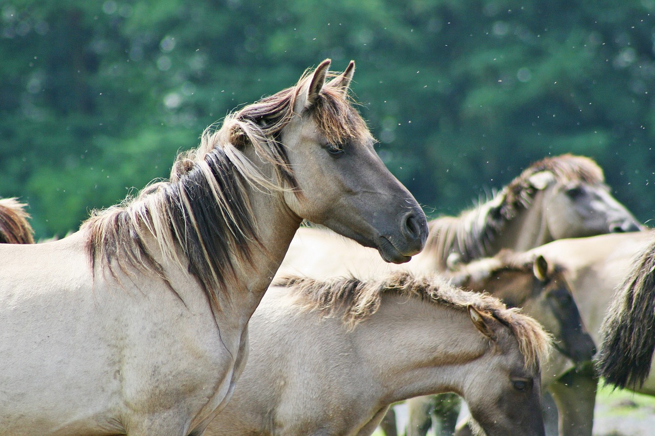 Horse Power Team and Leadership
